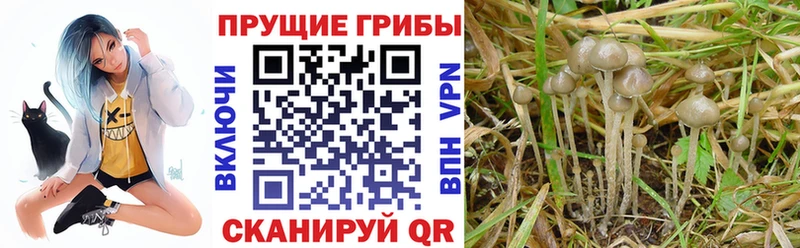 Псилоцибиновые грибы Psilocybe  где продают   кракен ссылки  Усть-Катав 